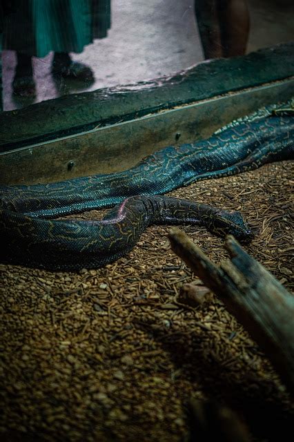 Image result for Set Up Python Snake Environment