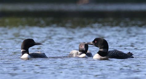Male And Female Common Loon