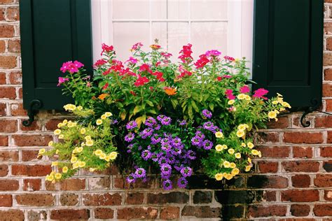 purple, yellow, orange, pink | Window box flowers, Window box garden ...