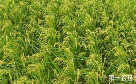 分子育种技术成为水稻未来发展方向 促进水稻科技发展 - 科技资讯 - 第一农经网