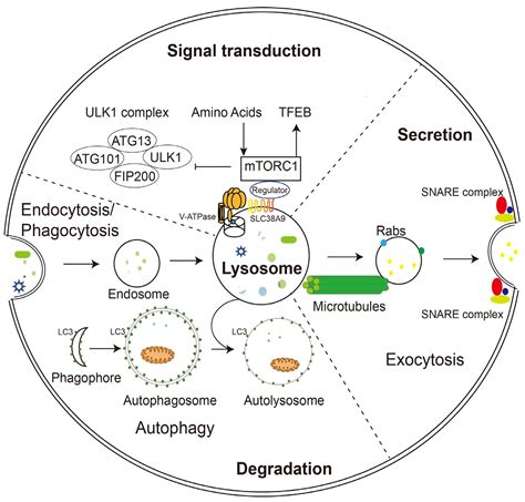 Diagramme Du Lysosome How To Draw Lysosome Easy/lysosome