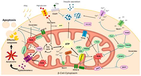 Βeta-Cells: Stress, Identity, Failure and Diabetes
