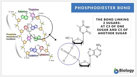Phosphodiester bond - Definition and Examples - Biology Online Dictionary