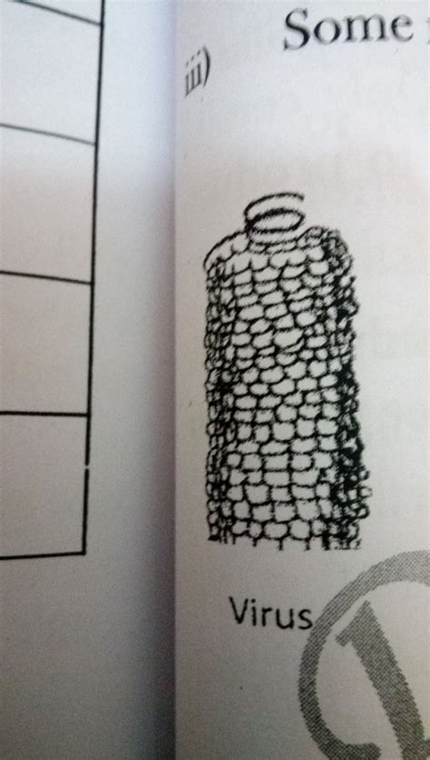 prepare a model of any microorganisms.And write a note on them ...