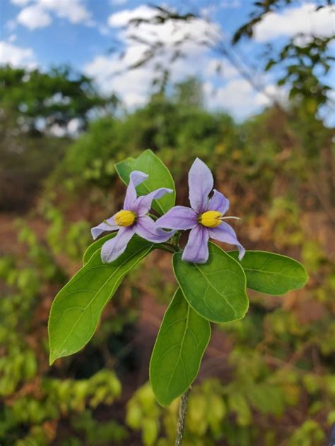 Solanum imamense Dunal | Plants of the World Online | Kew Science