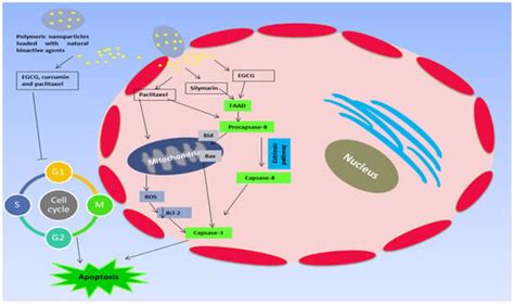 Polymeric Nanoparticles for Delivery of Natural Bioactive Agents ...