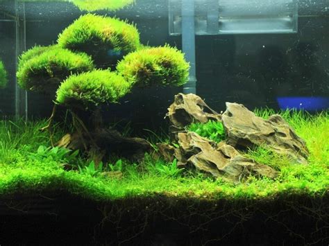 How Tall Do Java Moss Grow 的图像结果