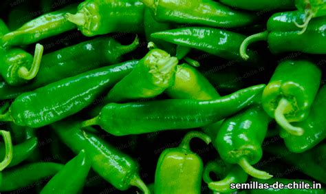 Importancia del cultivo de chile serrano en México - semillas-de-chile.in