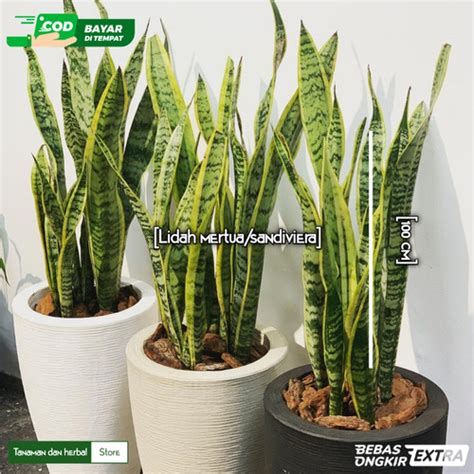 Jual Tanaman hias lidah mertua sansuviera 70 cm- 100 cm - 100 cm ...
