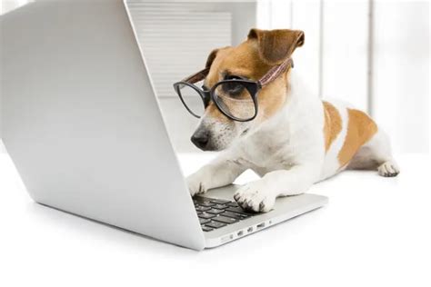Image result for Funny Animal Using Computer