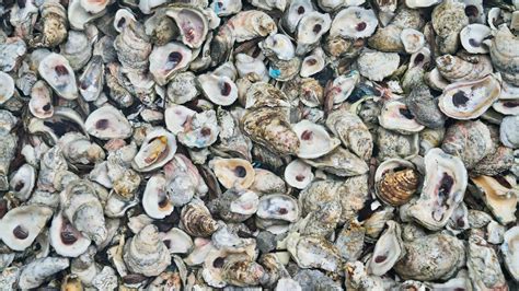 Oyster shells are rebuilding Brisbane's Moreton Bay reef | Adventure.com