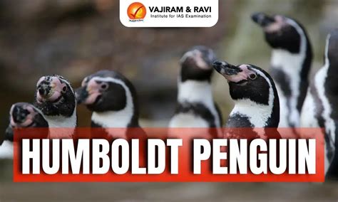 Humboldt Penguin, Distribution, Appearance, Conservation Status, Latest ...