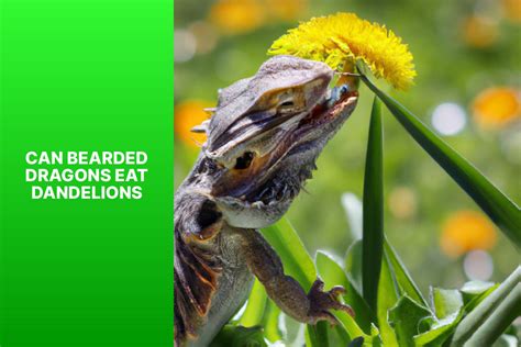 Can Bearded Dragons Eat Dandelions Flowers at Whitney Luke blog