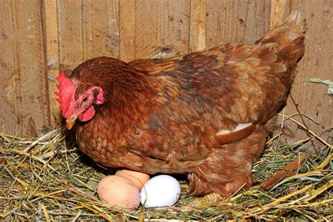 How Do Roosters Fertilize Eggs? (A Complete Guide)