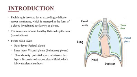 Pleural Anatomy & Brochopulmonary Segments.pptx