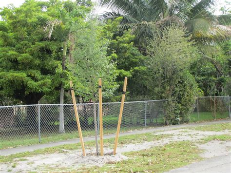 Image result for Miami Heat Tree-Planting Project