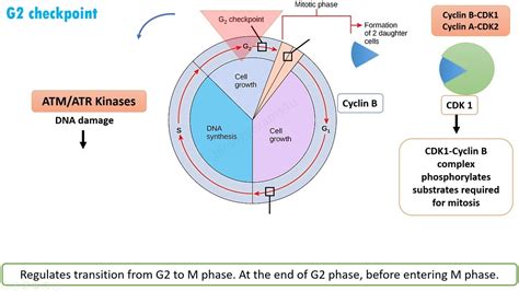 Cell Cycle Checkpoints 的图像结果