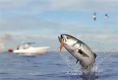 Image result for Bluefish Tutorial