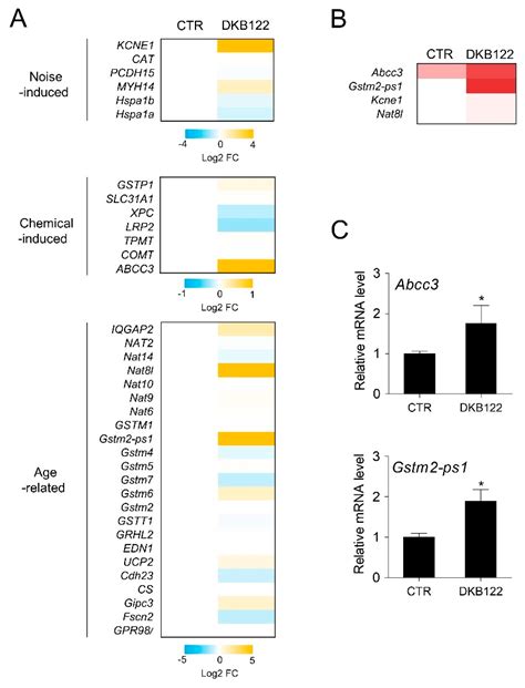 Protective Mechanisms of Avocado Oil Extract Against Ototoxicity