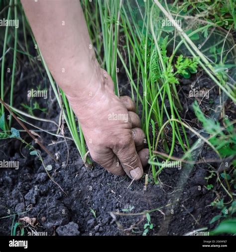 Pulling weed out hi-res stock photography and images - Alamy