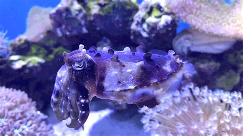 Top 10 Animal Camouflage Wonders