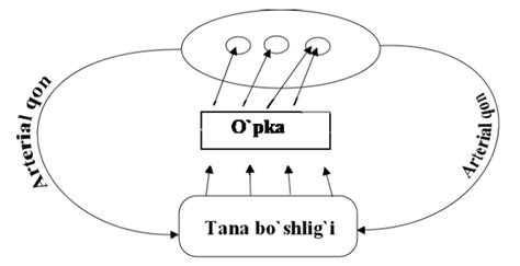 Qon aylanish sistemalari — Teletype