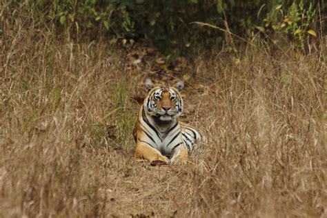 Kanha National Park Vacation Rentals: & more | Vrbo