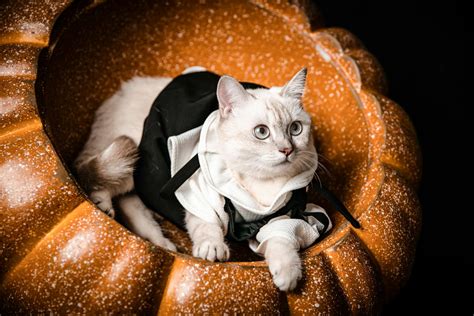 Cat In Pumpkin Photos, Download The BEST Free Cat In Pumpkin Stock ...