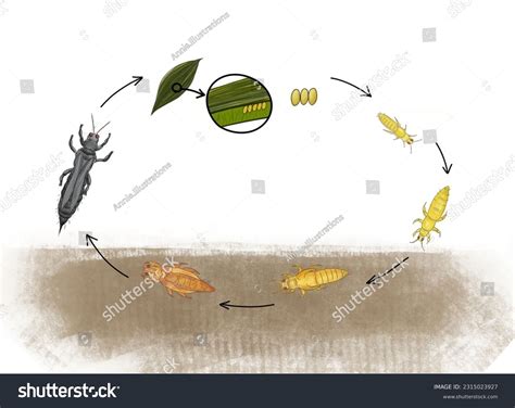 Thrips Life Cycle