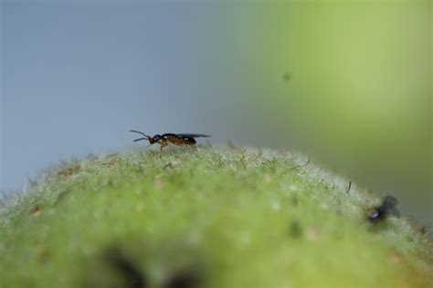 Indian Institute of Science