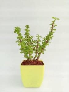 Leafwing Jade Plant Price in India - Buy Leafwing Jade Plant online at ...