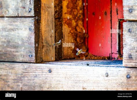 Image result for Bee Flying Front View