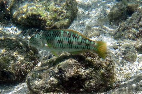 Image result for SQL Anywhere SSL Update