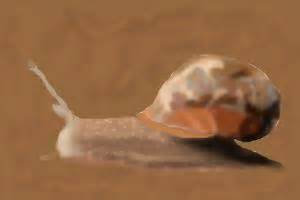 Image result for Common Collared Lizard How to Draw