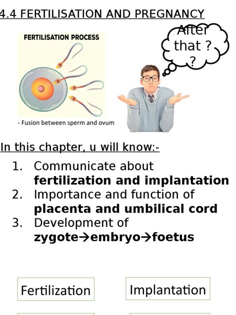 The Stages of Fertilization, Pregnancy Development, and the Roles of ...
