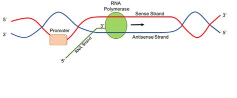 Promoter Region Models 的图像结果