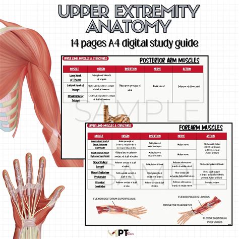 Muscle Anatomy Flashcards Print, Upper Limb Anatomy, Muscle Origin Insertion Innervation Action ...
