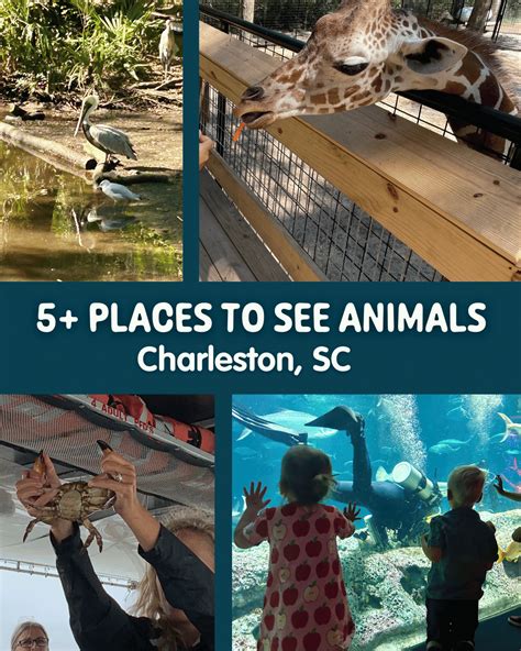 Where To Visit Animals Near Me
