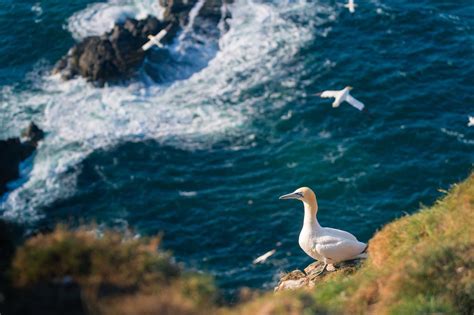Scottish Wildlife - Animals & Attractions in Scotland | VisitScotland