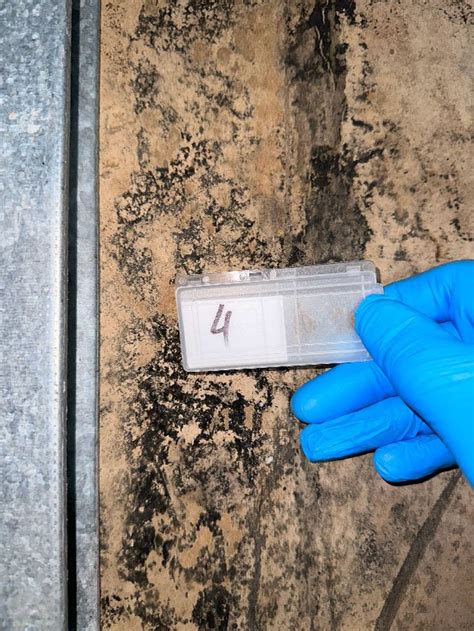 Image result for Mold Testing Flare