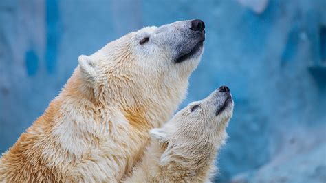 Do Polar Bears Hibernate? Don’t Sleep on This Answer!