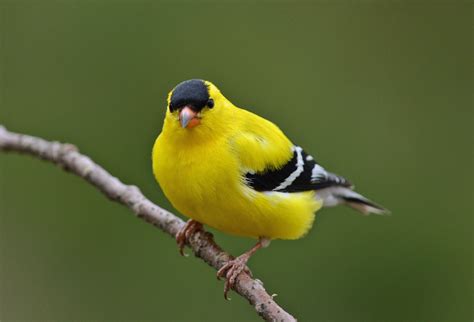 What's New Jersey's State Bird at Dorothy Pines blog