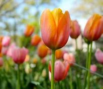 Image result for Early Spring Flowers and Bunnies