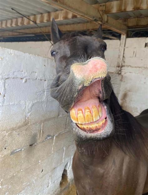 Funny Horse Faces