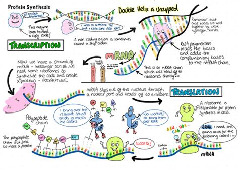 Image result for Protein Synthesis Explained