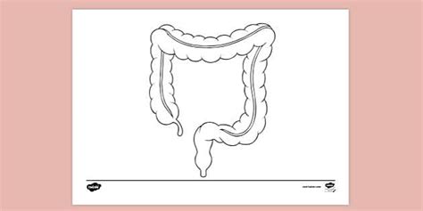 Large Intestine Colouring | Colouring Sheet