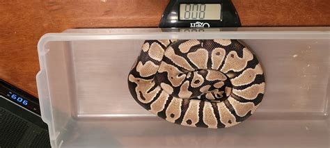 Image result for Desert Ghost Axanthic Ball Python