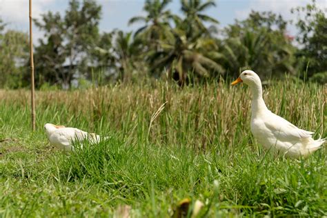 9 Popular White Duck Breeds in the World