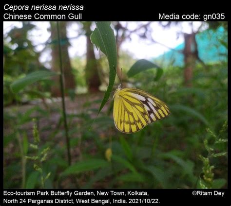 Cepora nerissa | Butterfly