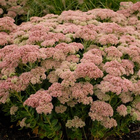 Sedum Autumn Joy For Sale | Buy Sedum Stonecrop Online